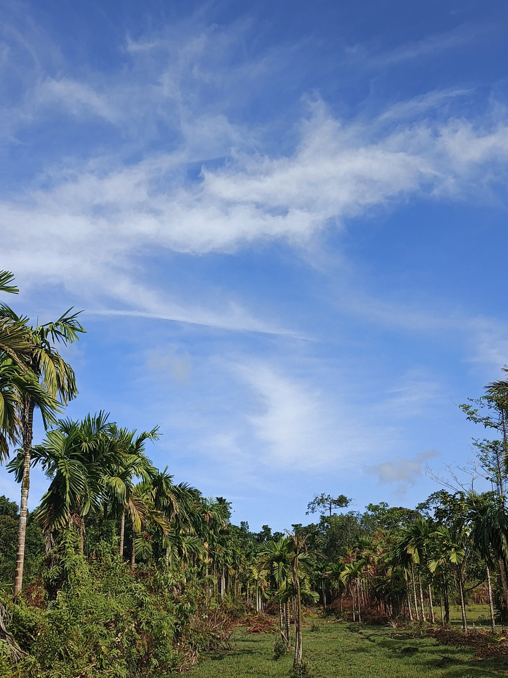 Pemandangan yang alami dari hutan sangat cocok untuk menghilangkan stress 