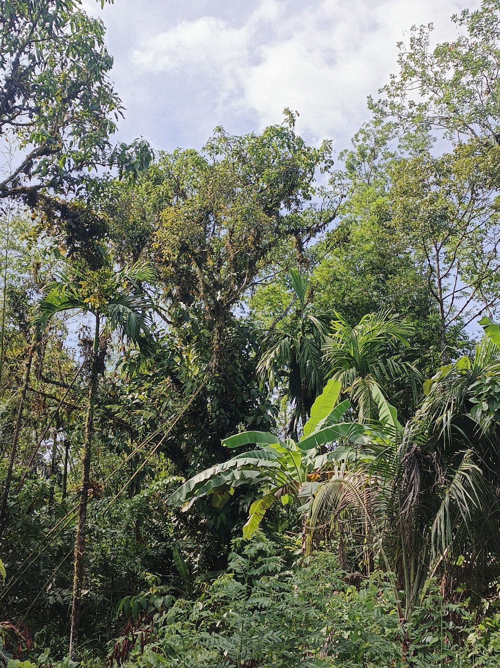 Hutan lebat memiliki udara yang baik untuk kesehatan